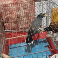 مرغ مینا