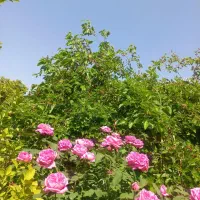 شاه توت سیاه و تازه