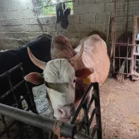 ورزا محلی ج