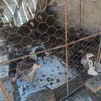 جوجه بوقلمون برنز با مادر