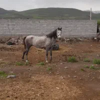 اسب مادیون قزل