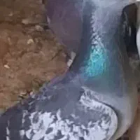 کبوترالمانی