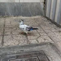 کفتر|پرنده|تهران, شوش (باغ آذری)|دیوار