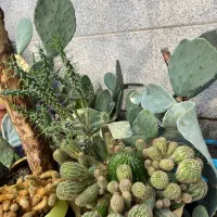 گل و‌ گلدان کاکتوس در مدل های مختلف