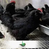 مرغ خروس سفیدسیاه جهت اول ماه جهت دفع بلاو ا ج ن ه
