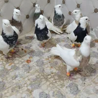 طوقی|پرنده|کوهرنگ, |دیوار