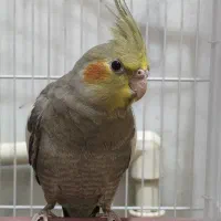 عروس هلندی نر