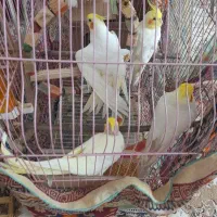 عروس هلندی،قرق