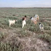 سه راس بز زاییده