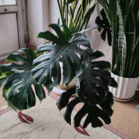 گل برگ انجیری