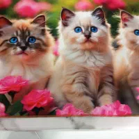 نم گیر جادویی