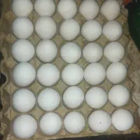 تخم مرغ کارتنی ۲۹۰۰