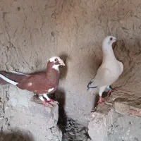 کبوتر