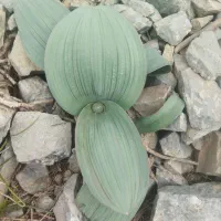 والک