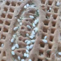 بیسکویت‌کنجدی‌تازه