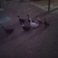 اوردک وغاز