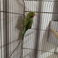 طوطی منگو ماده 1 ساله
