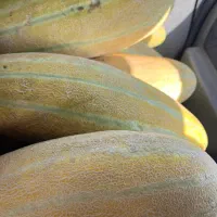 خربزه شیرین و رسیده