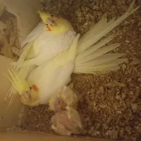 جوجه عروس و عروس مولد،گرینچک و سرلاک،ایرانشهر