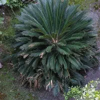 گل سیکاس حیاط
