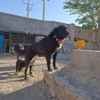 سگ لاس قهدرجونی اصل