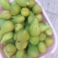 انجیر درختی
