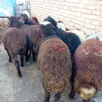 10 راس بره داشتی مالچه