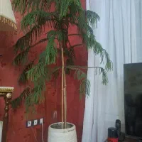 گلدان همراه گل کاج مطبق و فیکوس