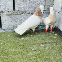 جفت طوقی زرد خال سیاه