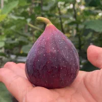 نهال گلابی|خدمات باغبانی و درختکاری|اسلامشهر, شهرک مفیدی|دیوار