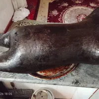 دو عدد هیزه پوست گوسفند