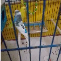 یک جفت مرغ عشق به فروش می‌رسد .