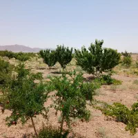 اقلید باغ پنج ساله محدوده طغر. 1/600/000/000ت