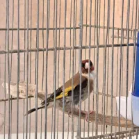 یک عدد سهره نر و دو عدد ماده سهره