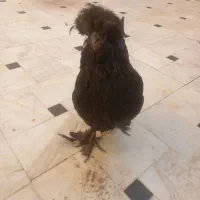 مرغ مشکی سلطان کاکلی پرپا