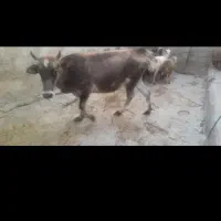 گاو و گوساله دورگ سویسی و محلی