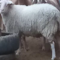فروش بره لاکن اصلی