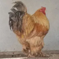 مرغ خروس برهما قول پیکر طلایی