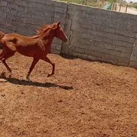 کره مادیون خالص مدرک دار