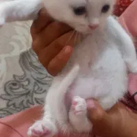 گربه