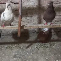 کبوترپرشی ماده وجوجه انگلیسی درجه یک