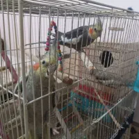 عروس هلندی مولد با بچه