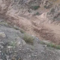 کبوترالمانی