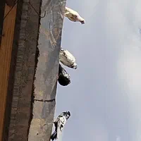 کبوتر|پرنده|خزل, |دیوار