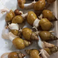 حلزون خاک مخصوص وخاویار وکلسیم