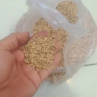 گندم‌