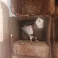 طوقی