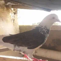 کبوتر