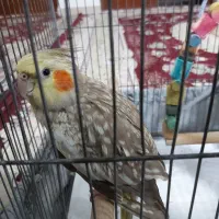عروس هلند نر و ماده یکساله