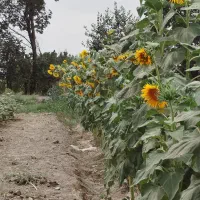 زمین-باغچه